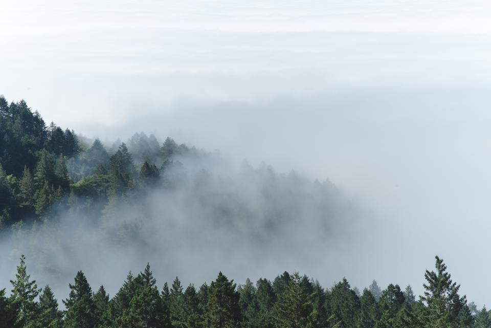 Mountain Forest