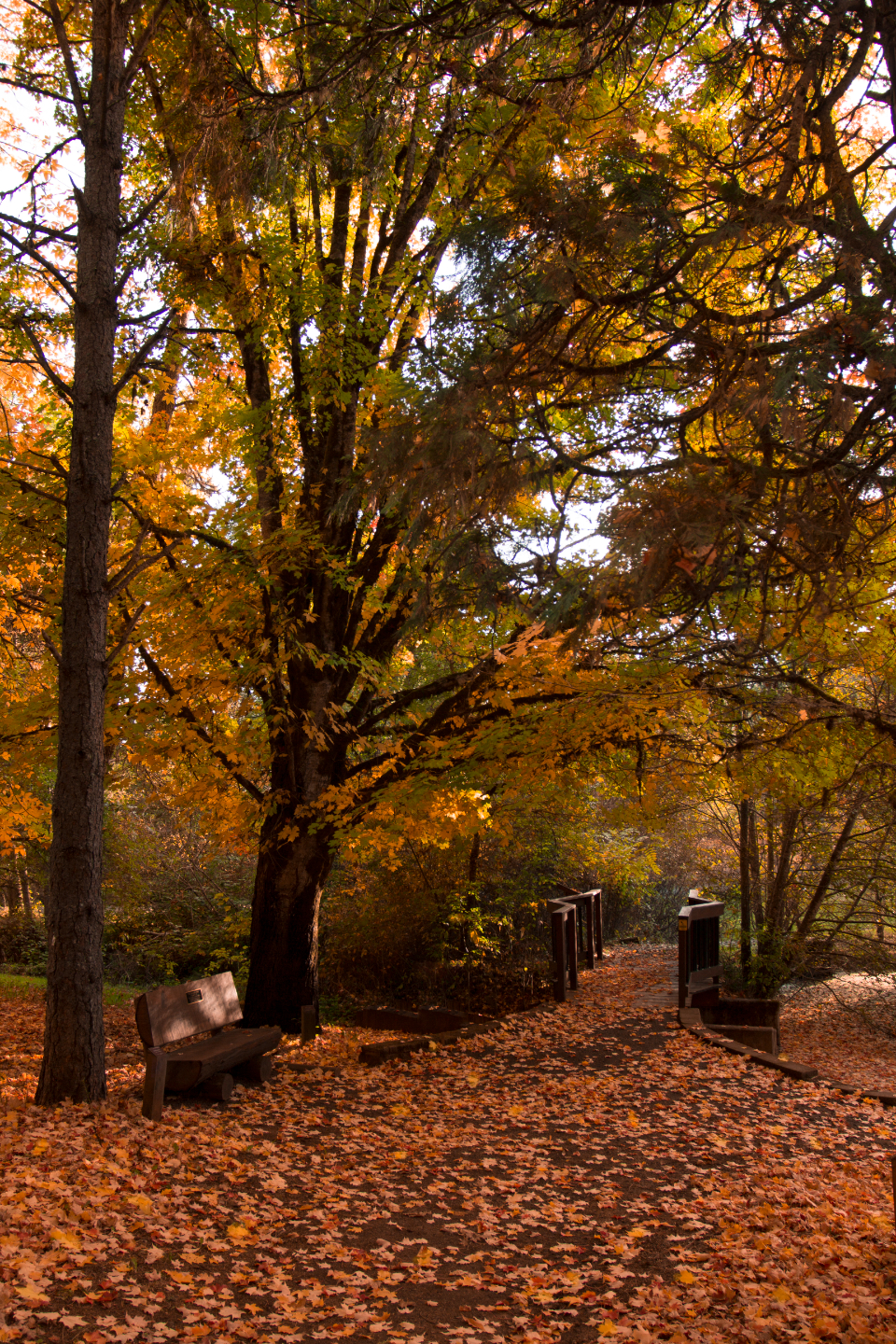 Autumn Path