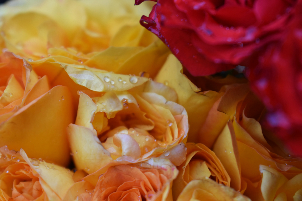 Wet Flowers
