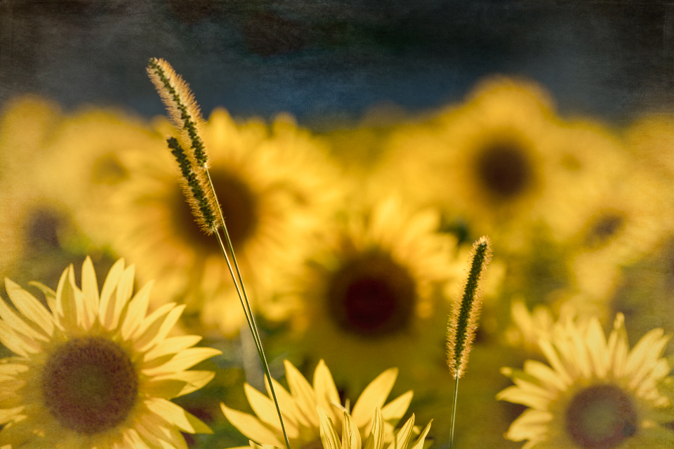 Yellow Flowers