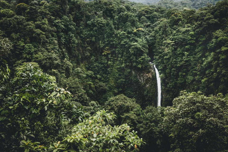 Forest Nature