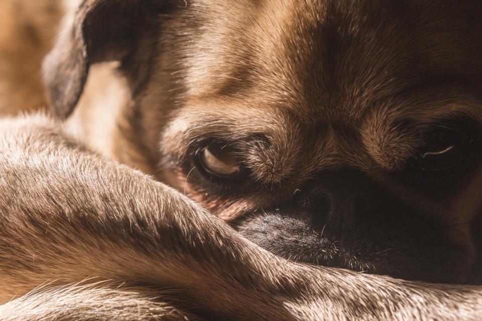 Brown Pug