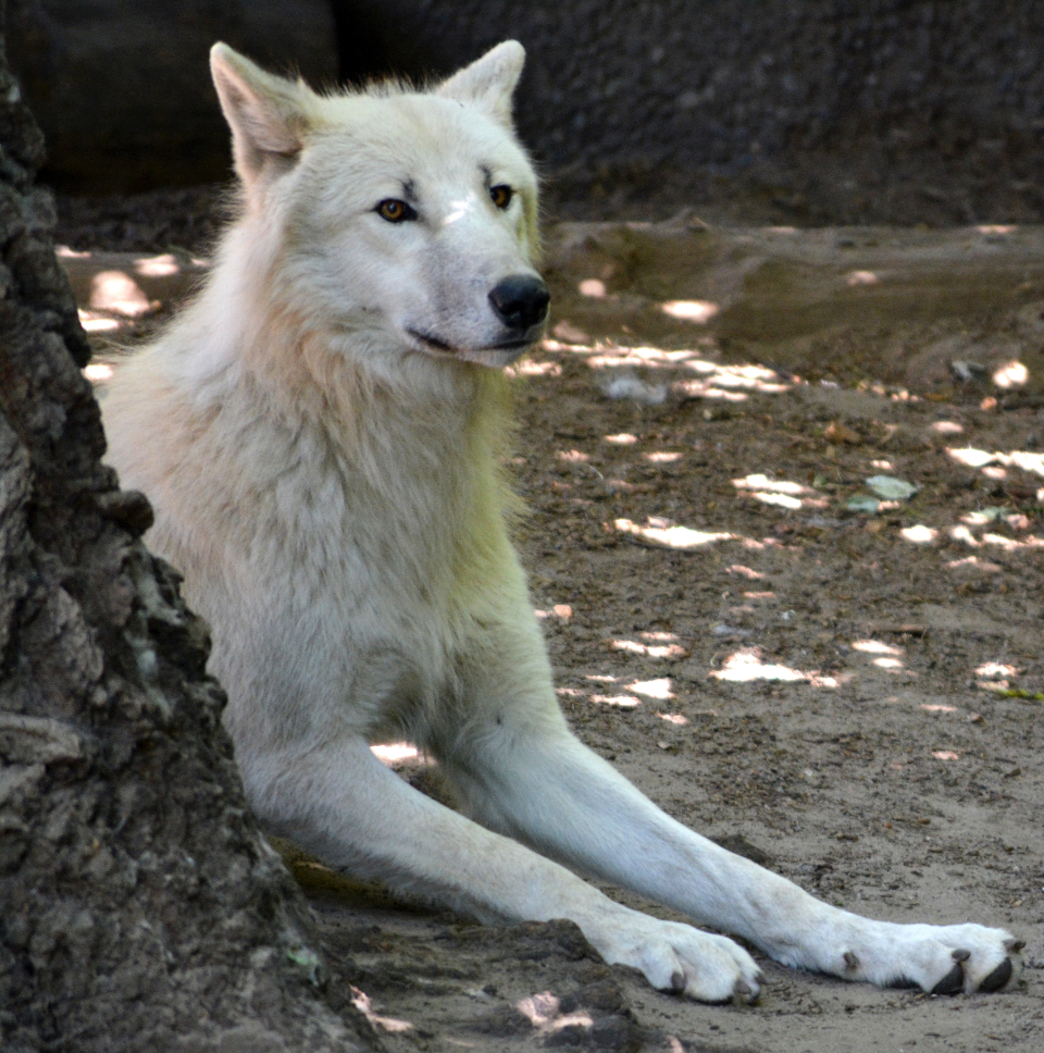 White Wolf