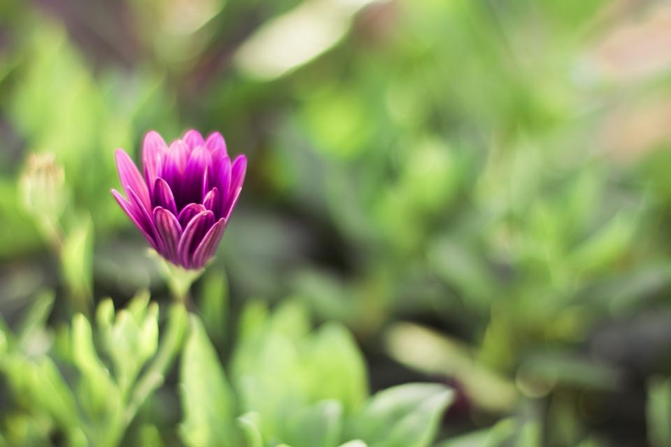 Violet Flower