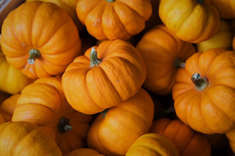 Fall Pumpkins