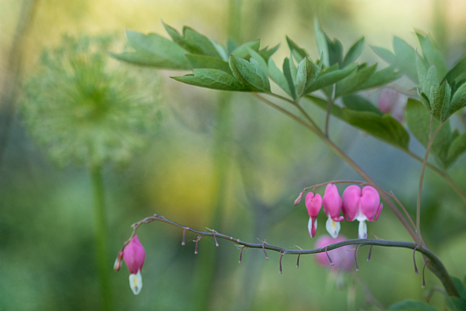 Pink Flowers