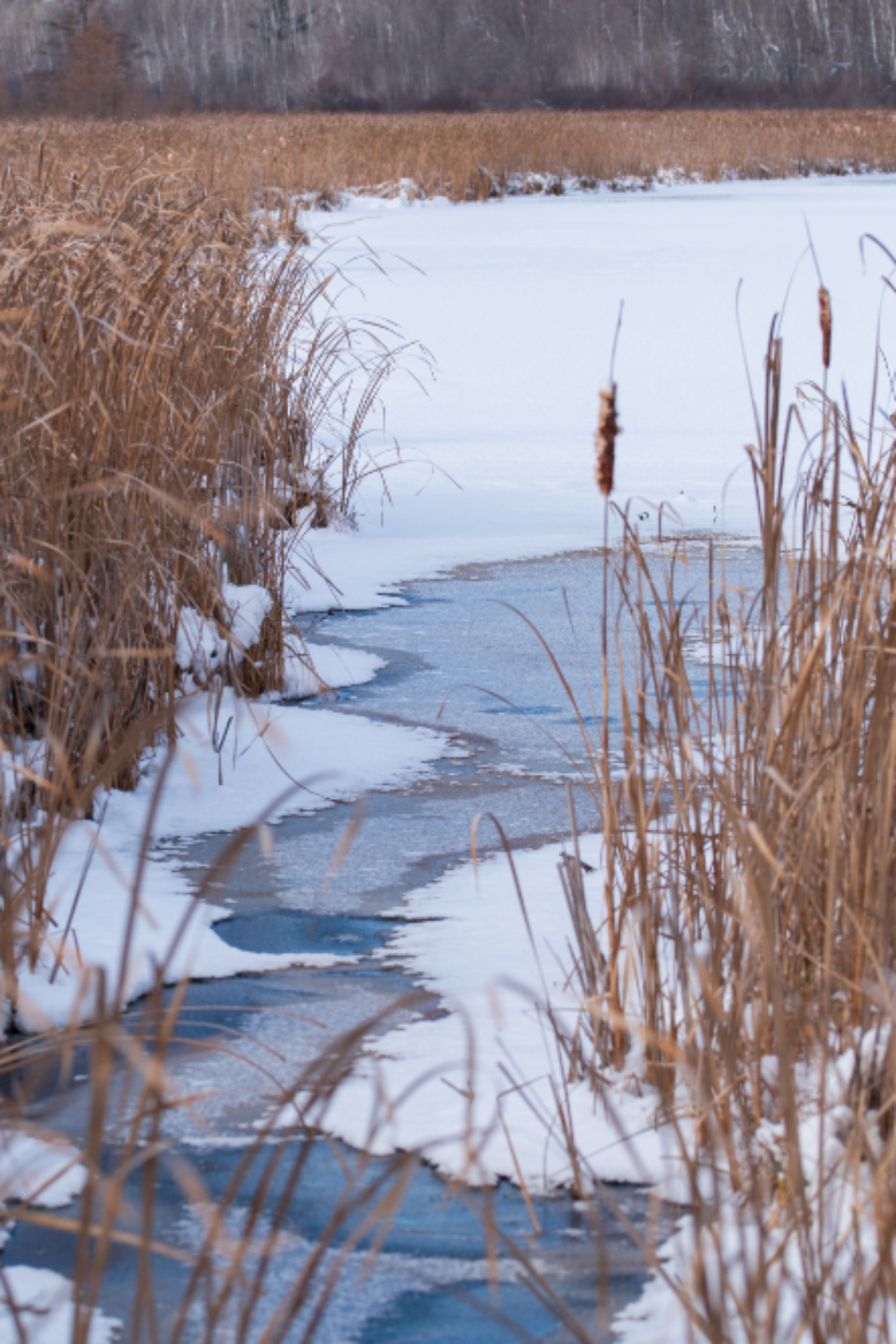 Frozen Lake