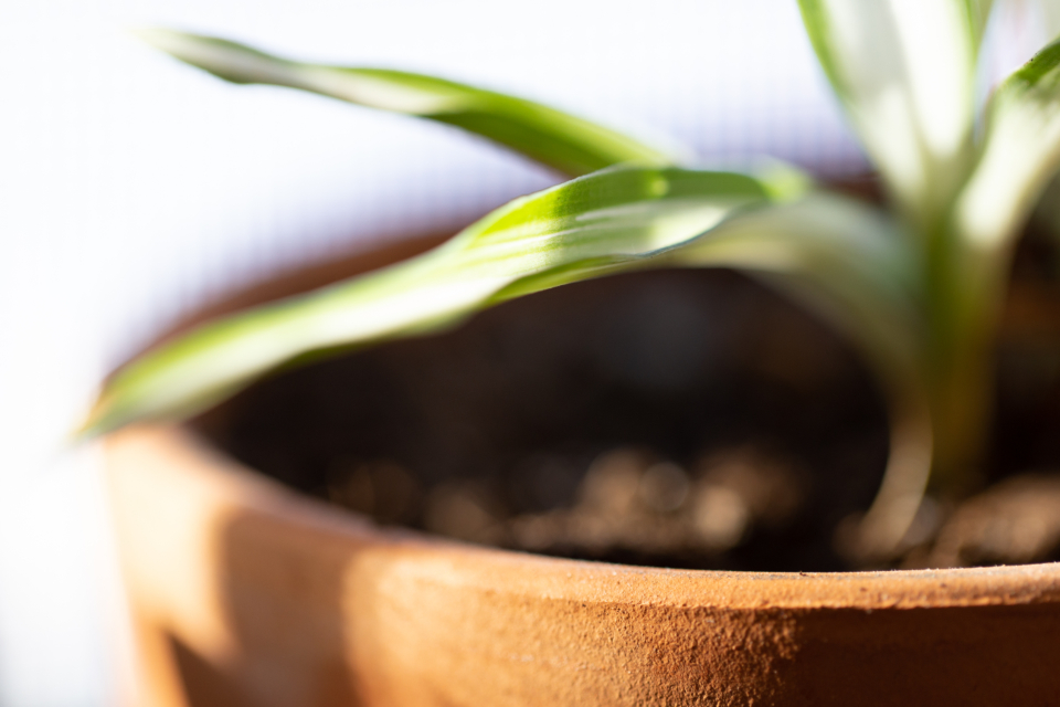 House Plant