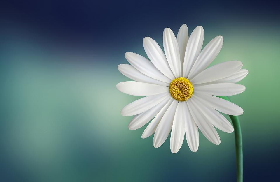 Bloom Blossom