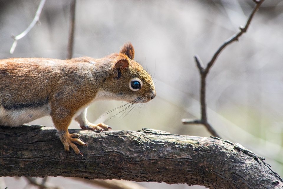 Squirrel Animal