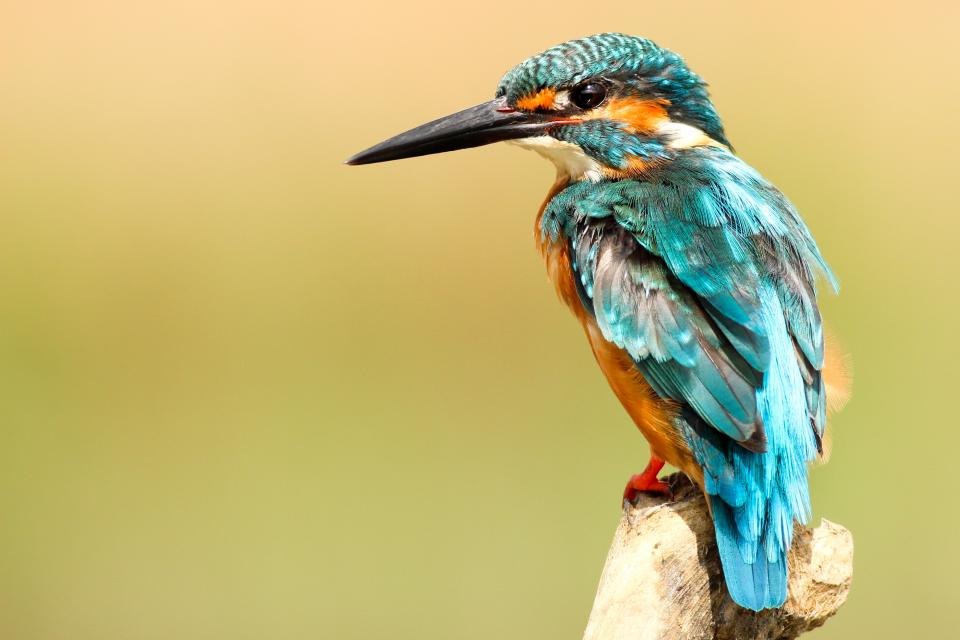 Bird Beak
