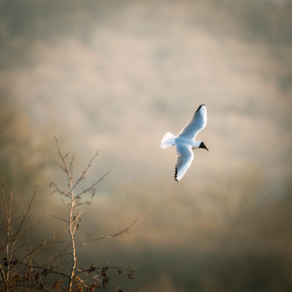 Bird Flying