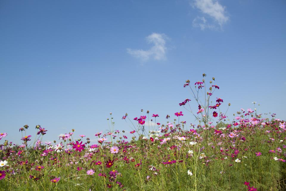 Flowers Nature