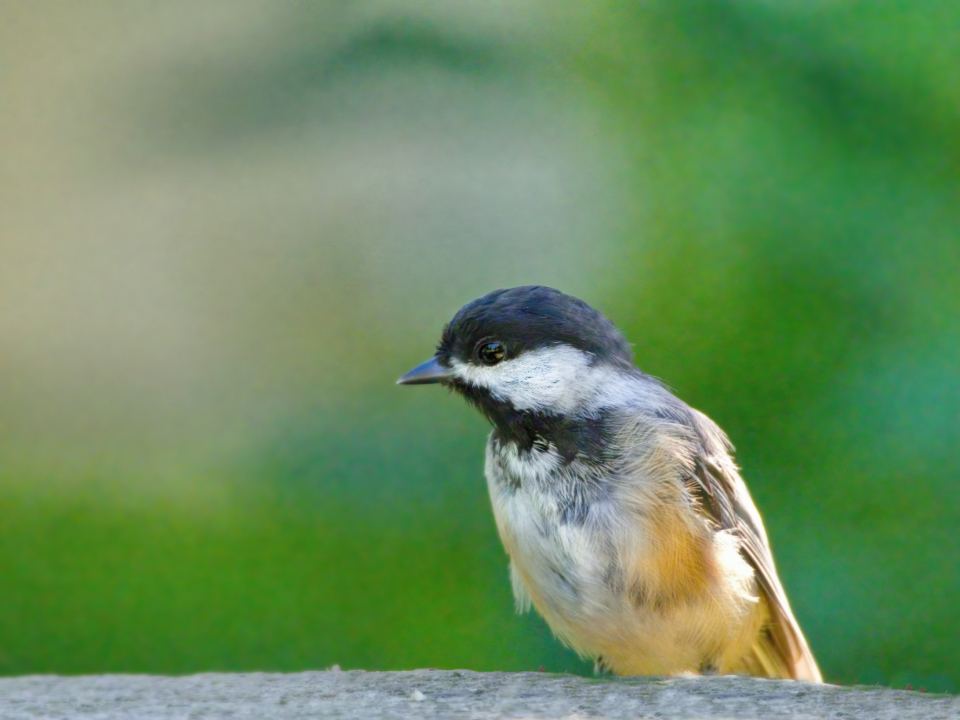 Bird Perched