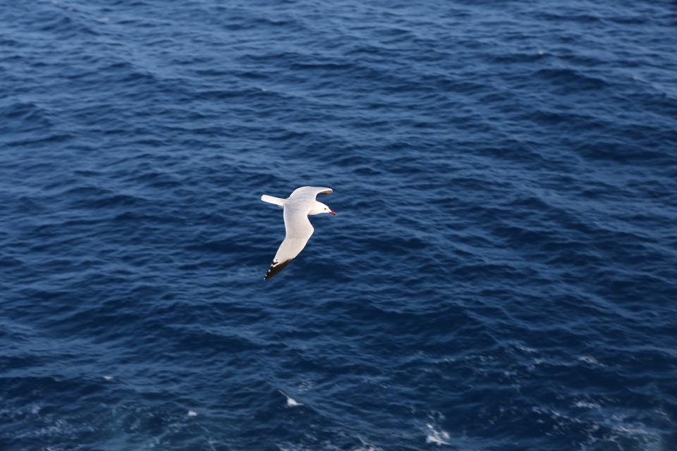 Water Seagull