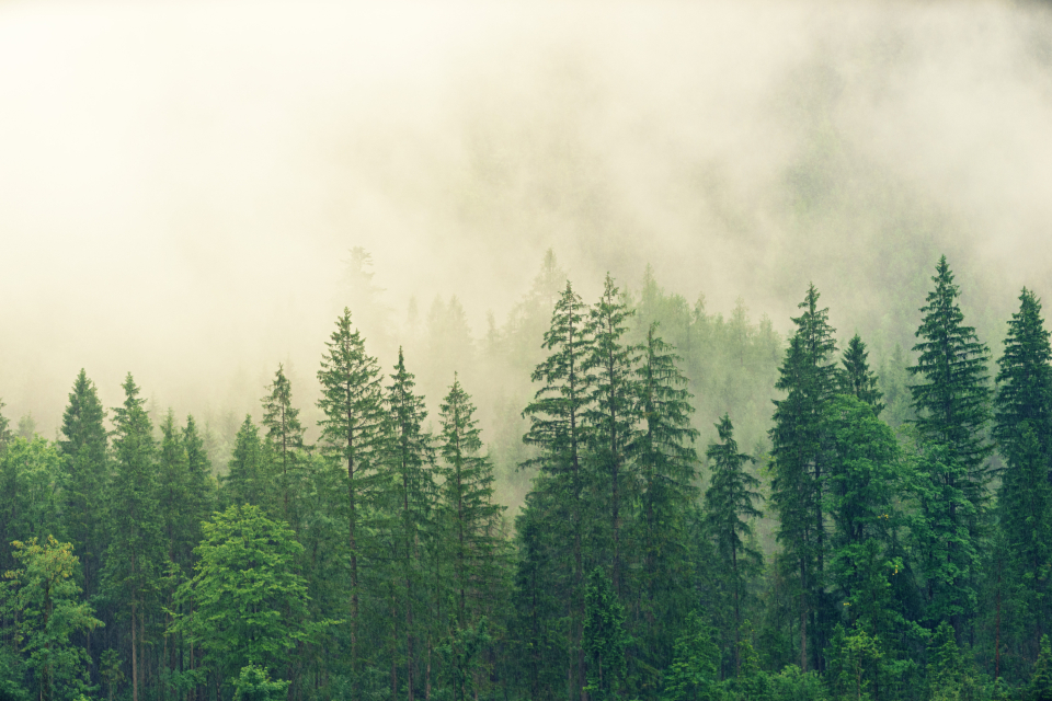 Misty Morning