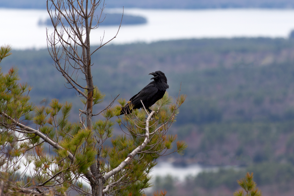 Crow Tree