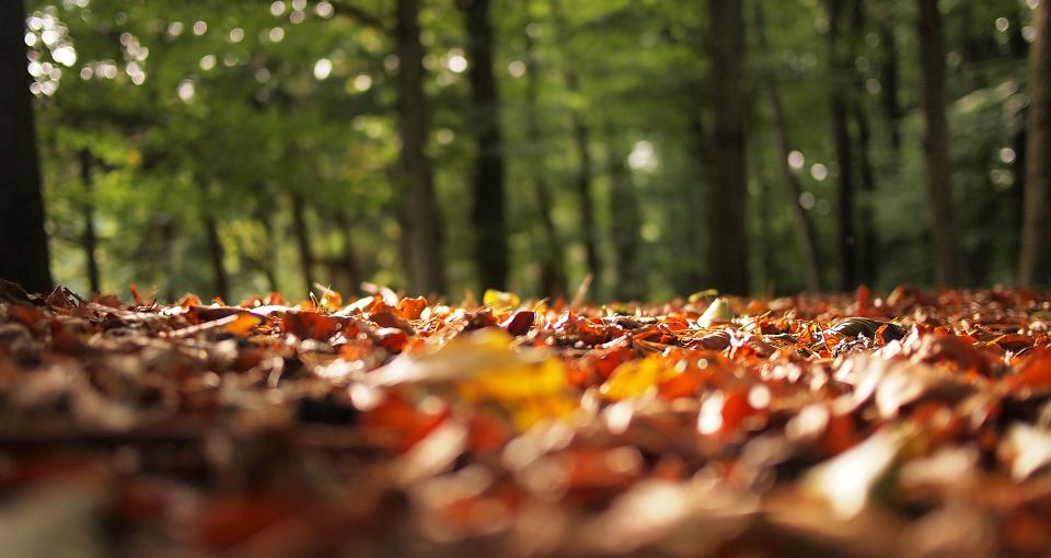 Autumn Fall
