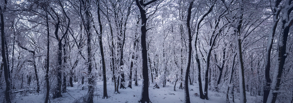 Snow Forest