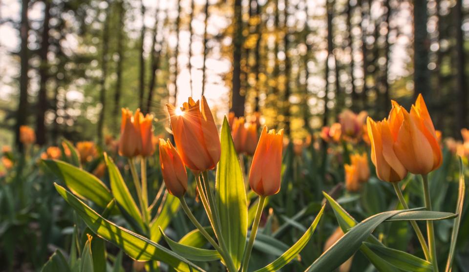 Orange Tulips