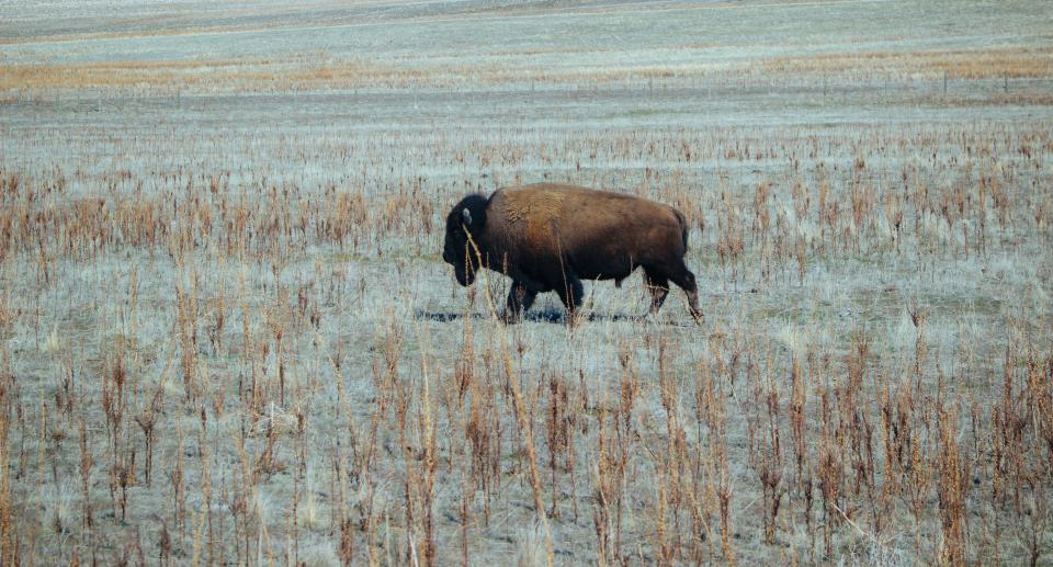Buffalo Animal