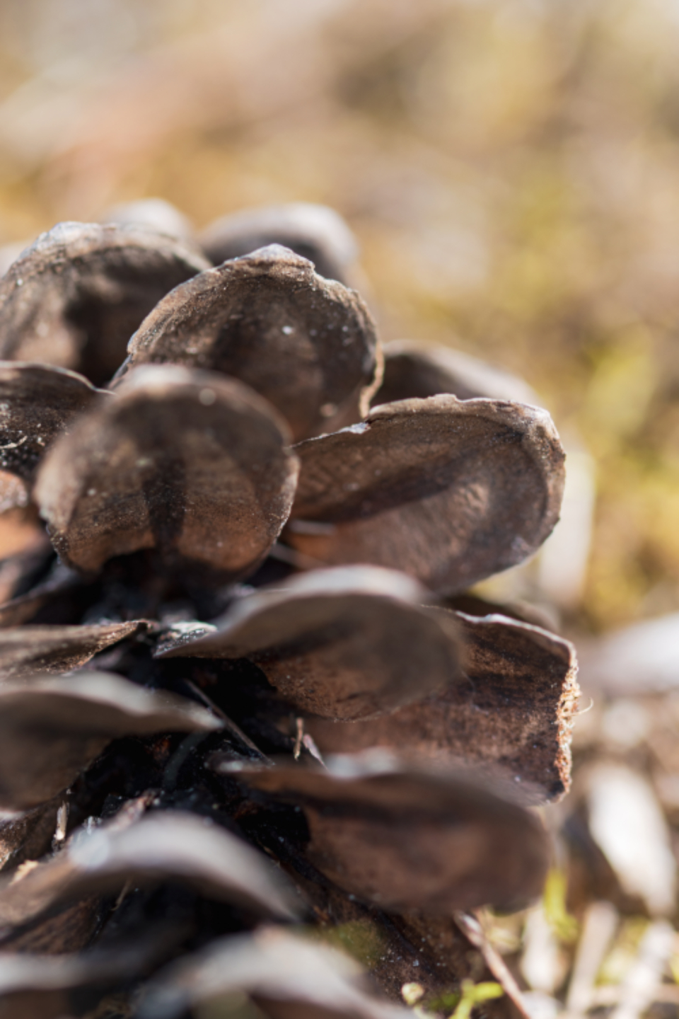 Pinecone Macro