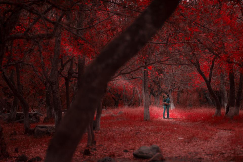 Nature Forest