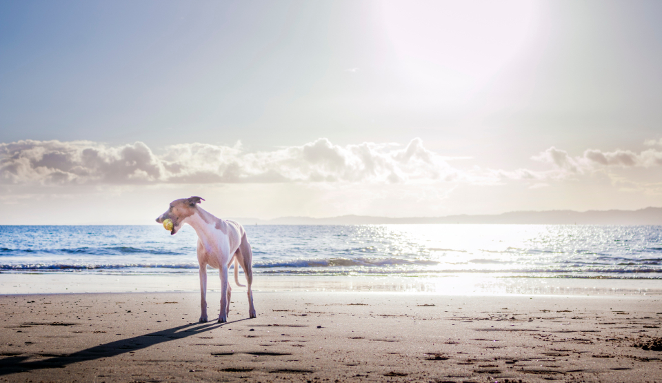 Dog Beach