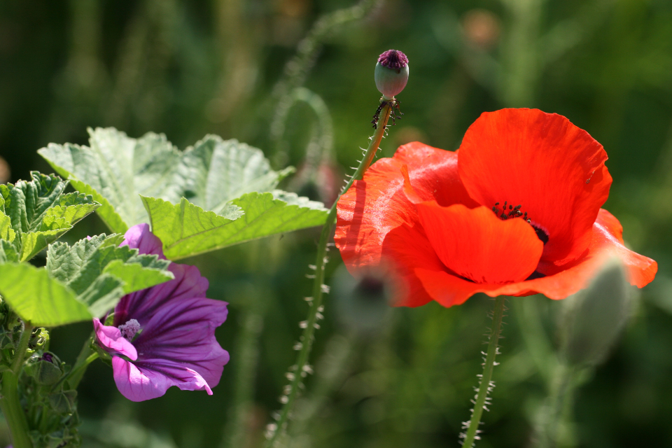 Poppy Flower