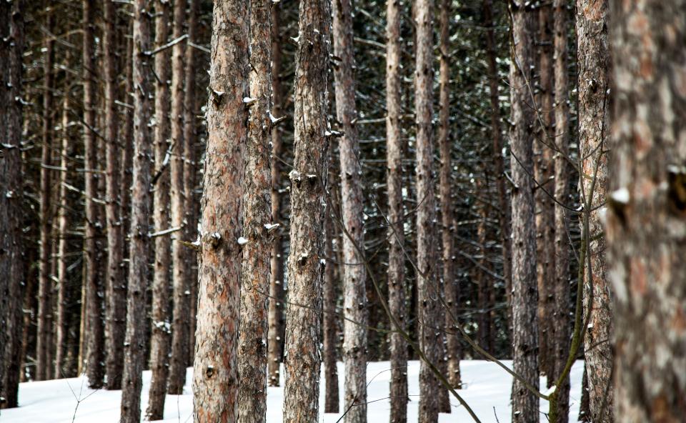 Snow Winter