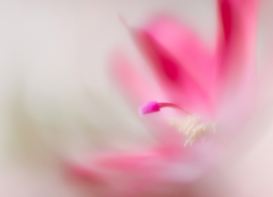 Abstract Flower