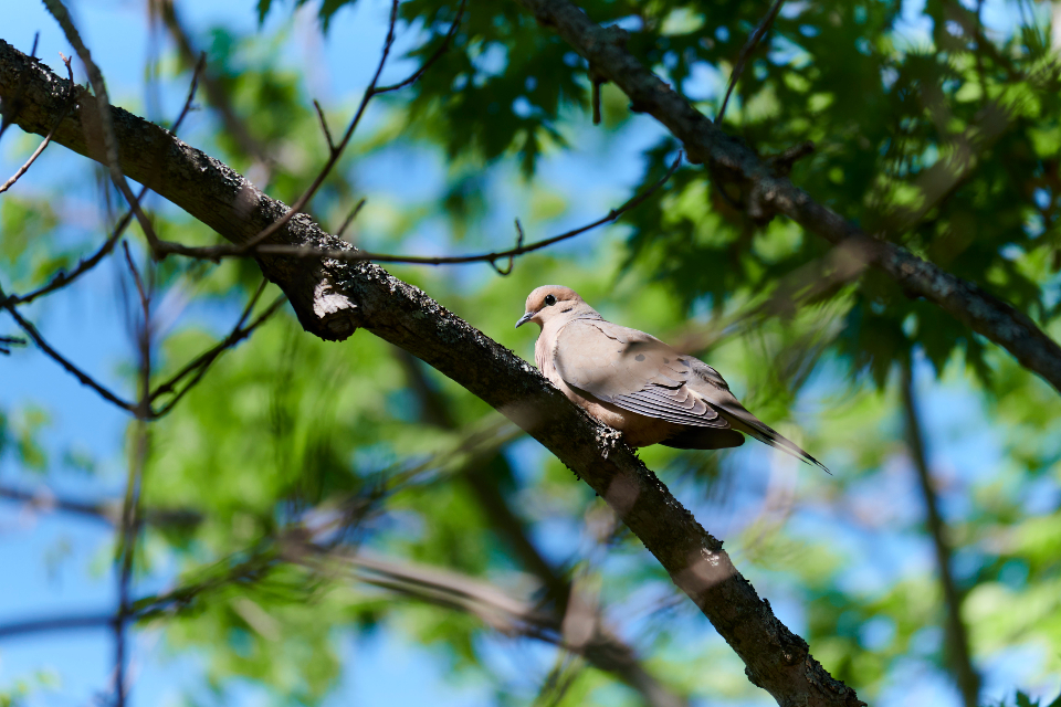 Bird Dove