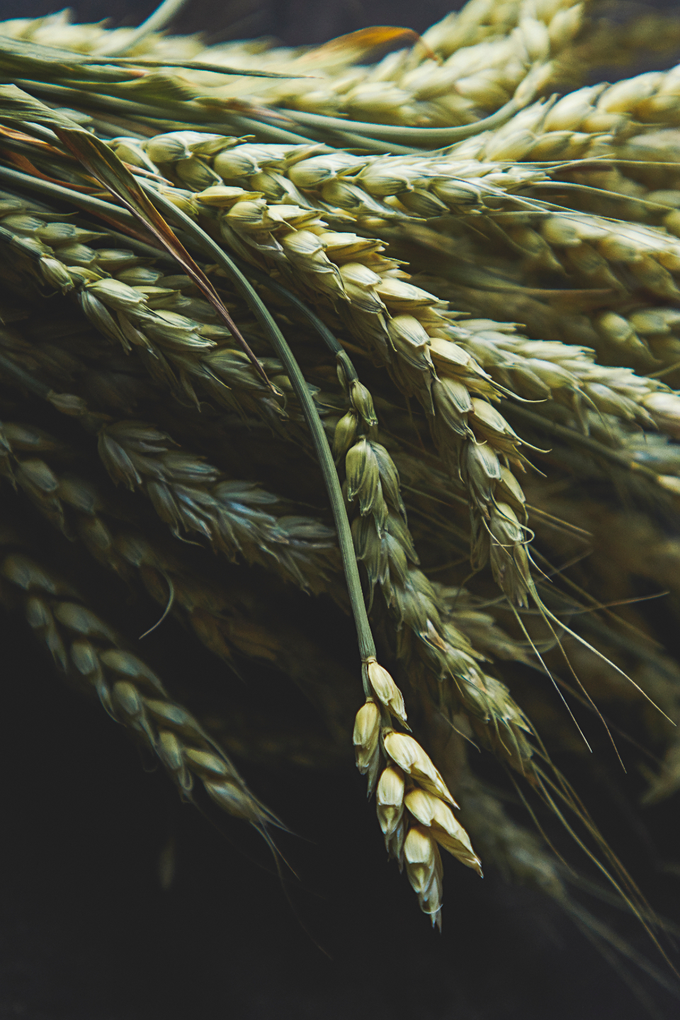 Light Wheat