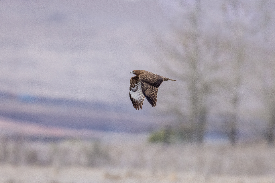 Bird Flying