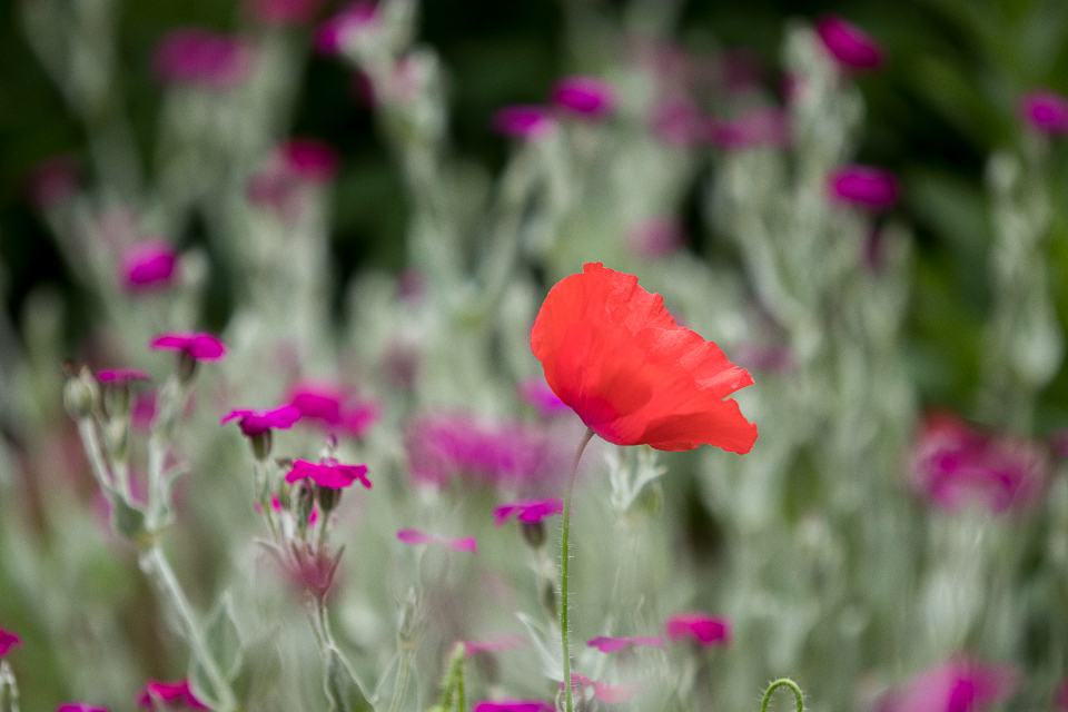 Flowers Garden