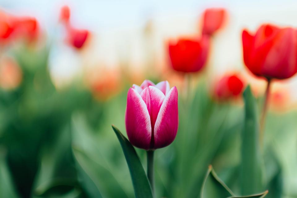 Colorful Tulip