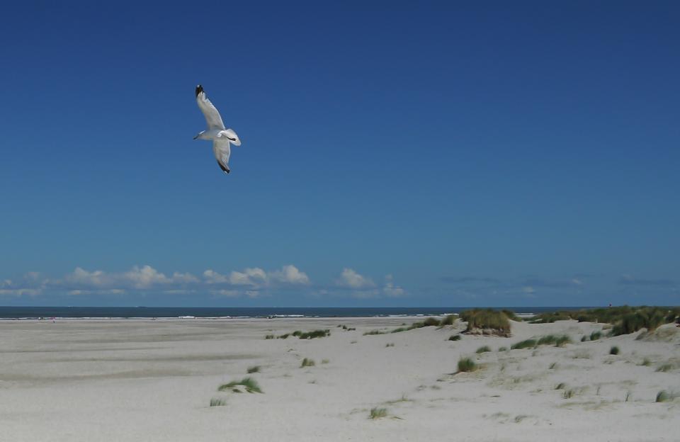 Seagull Bird
