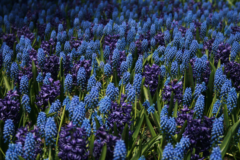 Blue Flowers