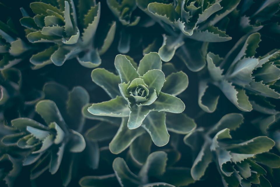 Green Leaf