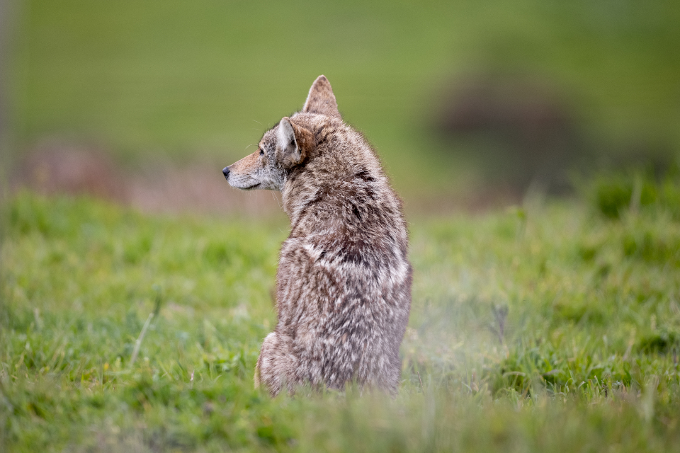 Coyote Animal