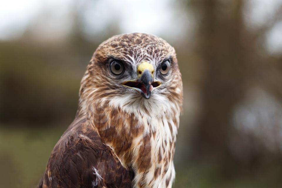 Bird Beak