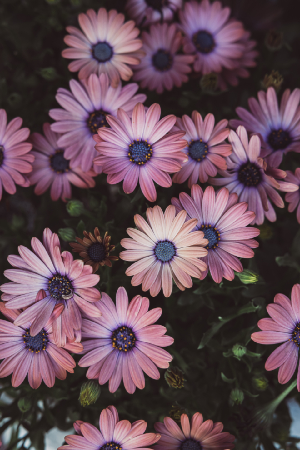 Macro Flower