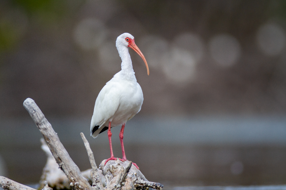 Bird Animal