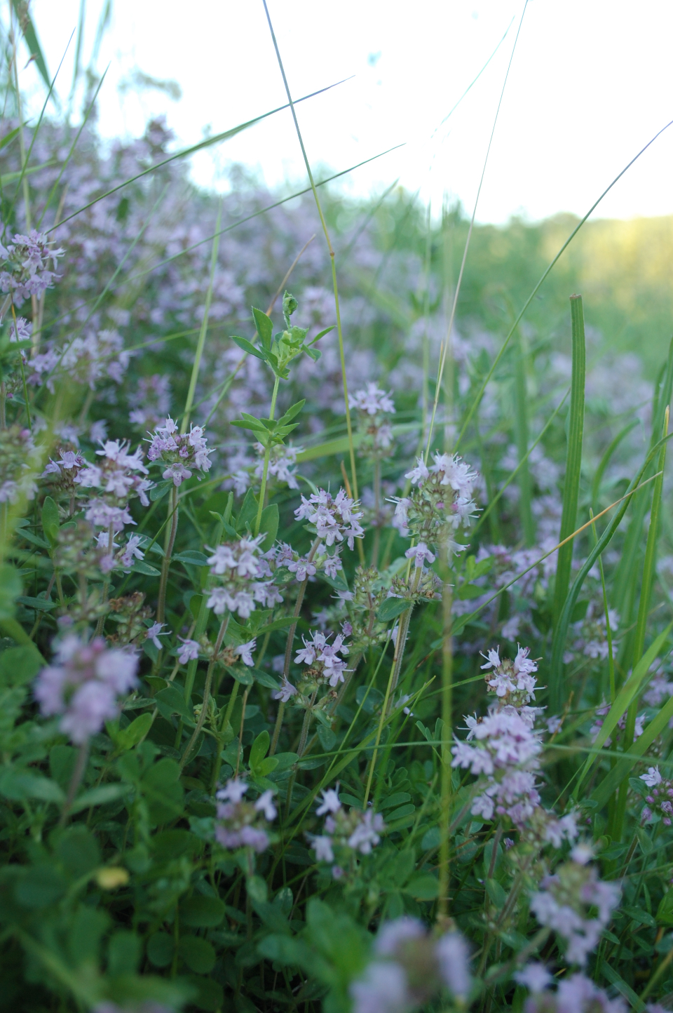 Green Flower