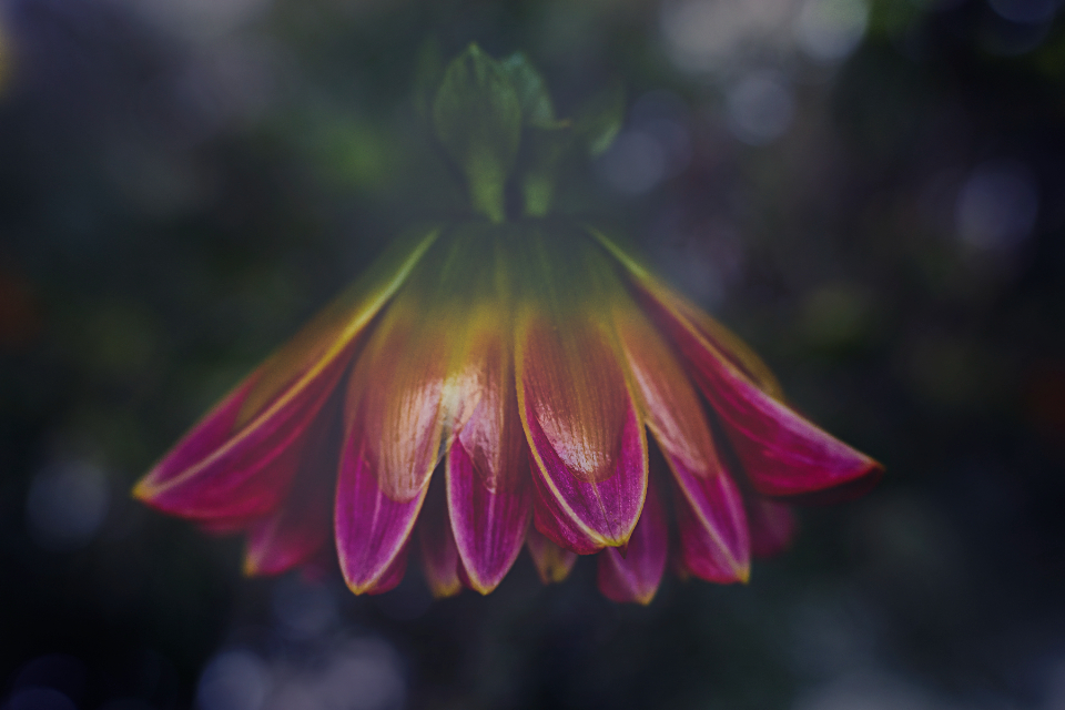 Flower Petals