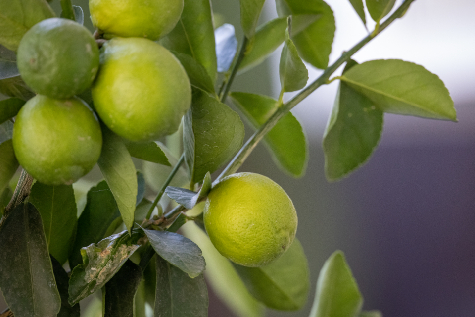Fruit Tree
