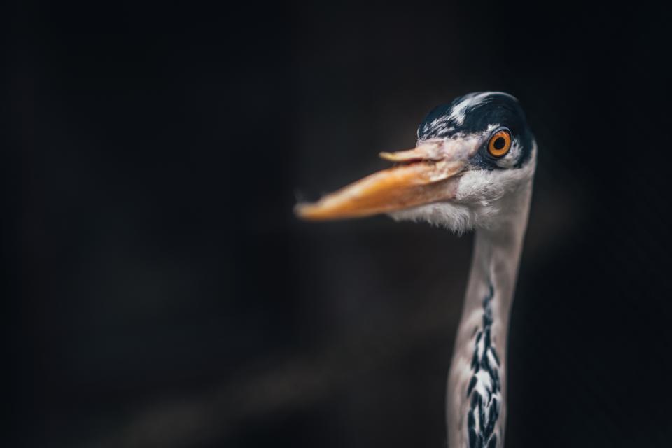 Bird Beak