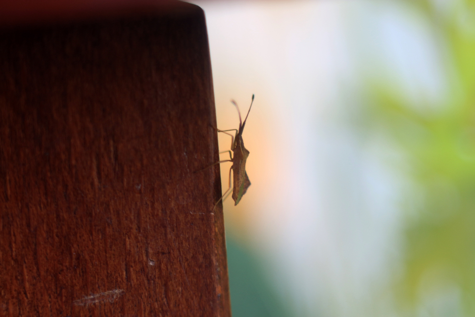 Macro Summer