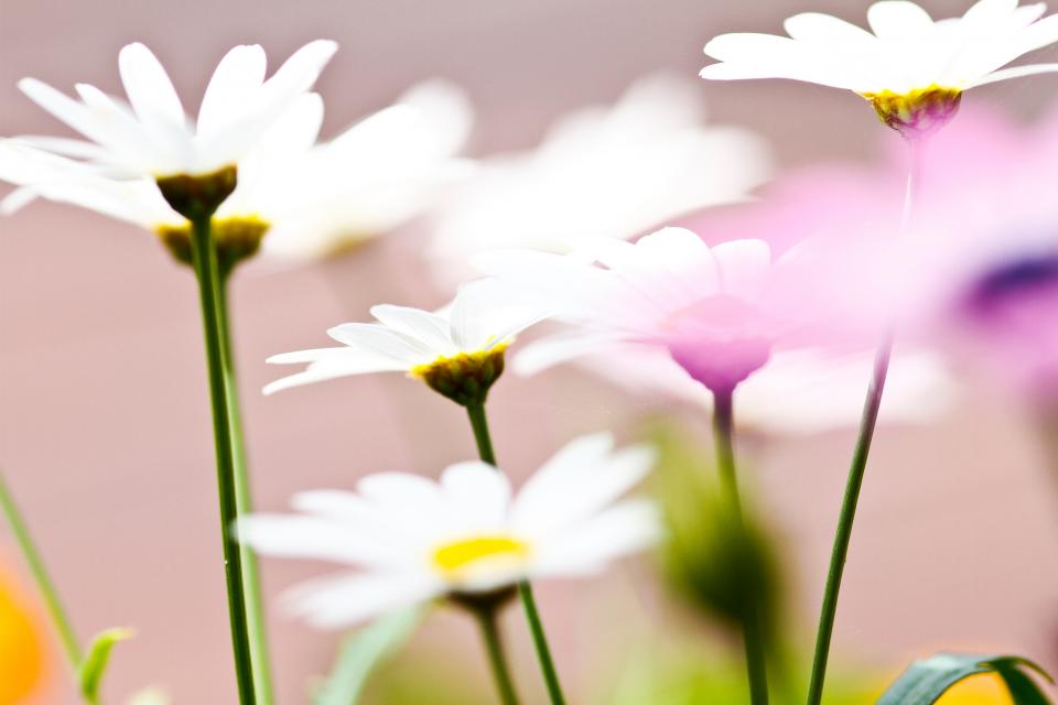 Flower White