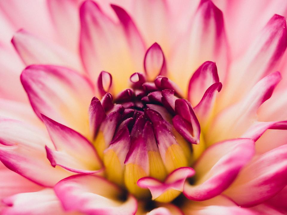 Pink White